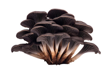 Black Trumpet Mushroom