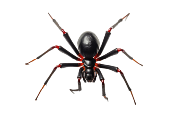 Black widow spider Latrodectus 