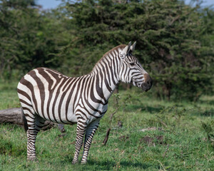 Plains Zebra, Masai Mara, Kenya
