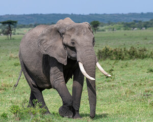 Fototapeta premium African Elephant, Masai Mara, Kenya