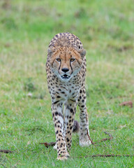 Cheetah, Masai Mara, Kenya