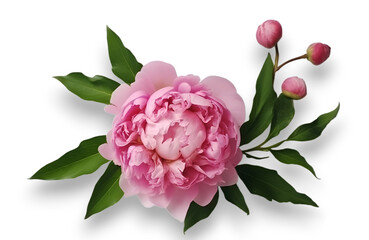 Close up of pink peony flower isolated on transparent background. 