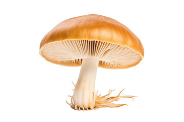  Blewit Clitocybe 