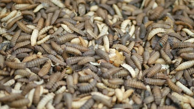 Close up of adult Black soldier fly (BSF) larvae or maggot, Hermetia Illucens  insect farms for fish and poultry feed