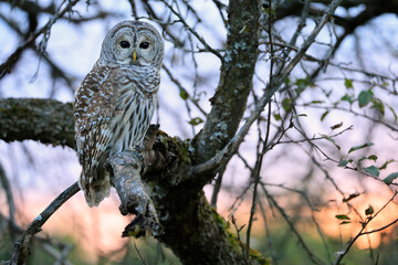 Barred Owl standing on a tree branch in the forest at sunset with green and orange background, Quebec, Canada