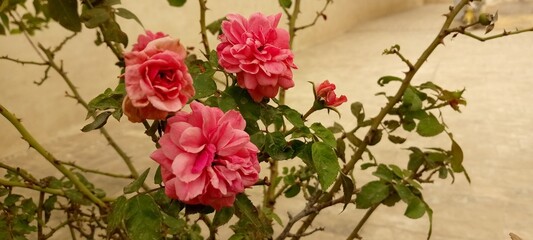 flowers in the  garden nature, flower, plant, red, garden, flowers, spring, summer, branch, bird, flora, leaf, tree, bush, blossom, pepper, closeup, chili, food, 