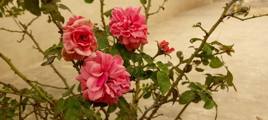 Rolgordijnen Vintage Bloemen flowers in the  garden nature, flower, plant, red, garden, flowers, spring, summer, branch, bird, flora, leaf, tree, bush, blossom, pepper, closeup, chili, food,   © Ansar