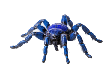 Brazilian blue tarantula Pamphobeteus