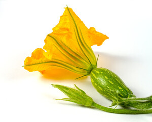 Pumpkin sprout with flower on a gray background. Young pumpkin shoot.