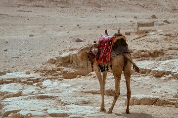 a camel with saddle on a rocky hillside area in the desert