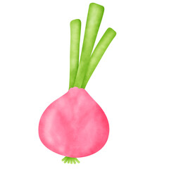 Watercolor Onion Clipart - Hand-Drawn Digital Vegetable Illustrations