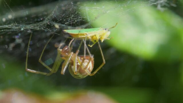 Common Sheetweb Spider (Linyphia triangularis) with prey, Devon, England, United Kingdom, Europe