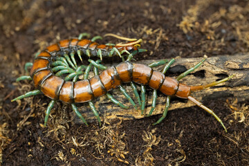 Close-up Scolopendra subspinipes ‘Mint legs’ centipede on a small branch.