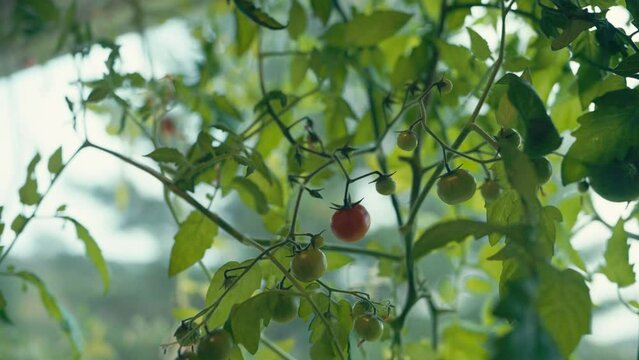 Ripe And Unripe Tomatoes On Vine With Green Leaves. - close up