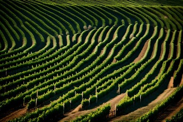 rows of vines in vineyard