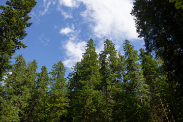 A view of a landscape of tall pine trees in the forest.