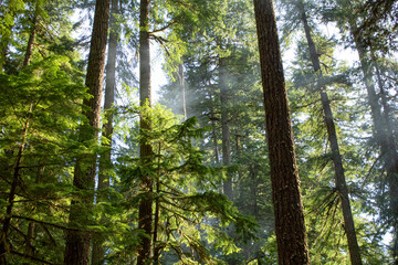 A view of a landscape of tall pine trees in the forest, clouds hang within the canopy.