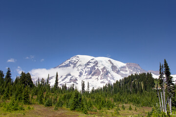 A view looking up a hill towards Mt. Rainier.