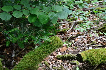 Landscape in the Canyon Wutachschlucht in the Black Forest, Baden - Württemberg