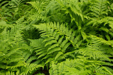 A view of fern leaves in the forest.