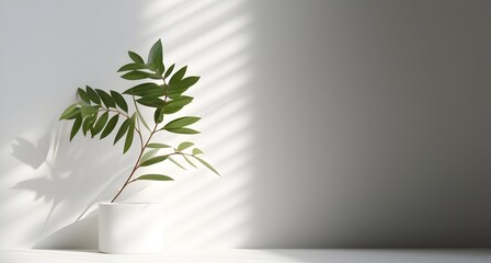 Green tropical plants in white porcelain vase against white wall with window shadow. copy space. minimalist style home decoration.