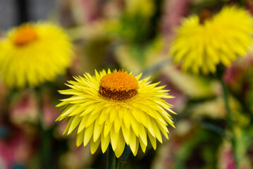 Yellow blooming Strawflower in a garden
