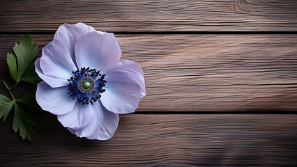 Anemone on Rustic Wood Background with Copy Space