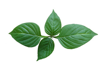 Double sided green leaves on transparent background, foliage texture