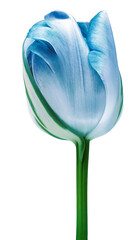 Blue  tulip flower  on  isolated background with clipping path. Closeup. For design.  Studio shot.   Transparent background.   Nature.