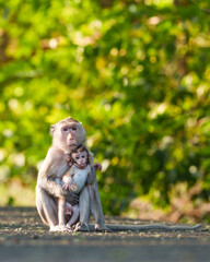 Portrait Macaca or Monkey, moment baby monkey snuggled up in her mother's arms, in forest park shows love care, It stares, sticks out its tongue, looks cheeky, cute, warm, happy. Free space for text.