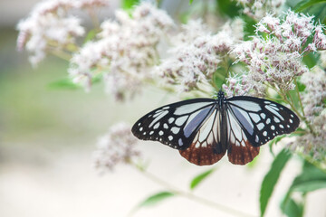 ジバカマとアサギマダラ