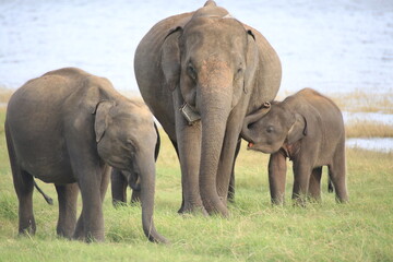 Baby Elephants play time