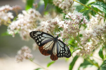 ジバカマとアサギマダラ