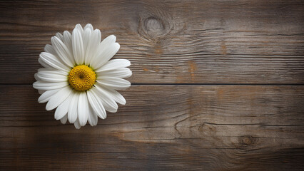 Obraz premium Daisy Flower on Wood Background with Copy Space