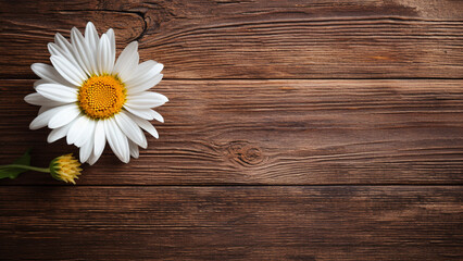 Obraz premium Daisy Flower on Wood Background with Copy Space