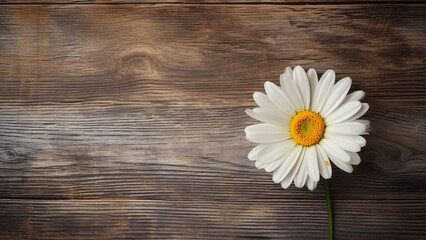 Daisy Flower on Wood Background with Copy Space