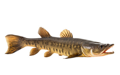 Beautiful Channa Snakehead Fish Isolated on Transparent Background PNG.