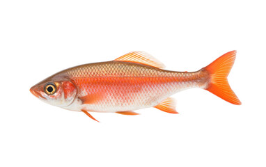 Stunning Characin Orange fish Isolated on Transparent Background PNG.
