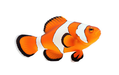 Orange and White Cute Clownfish Isolated on Transparent Background PNG.