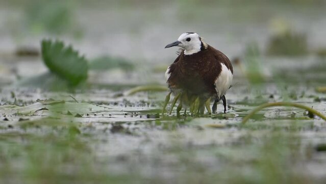 Pheasant tailed Jacana hiding chicks under her wings to Save them from Rain