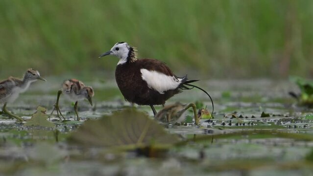 Pheasant tailed Jacana with Chicks