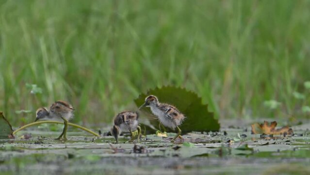 Chicks of Pheasant tailed Jacana Feeding inwetland