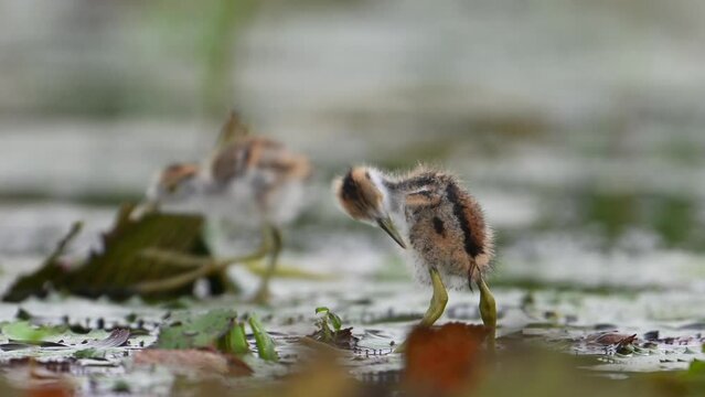Chicks of Pheasant tailed Jacana Feeding in a rainy day on Floating Leaf