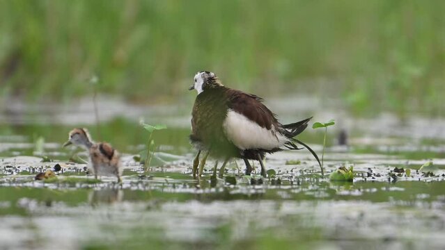 Pheasant tailed Jacana hiding chicks under her wings to Save them from Rain