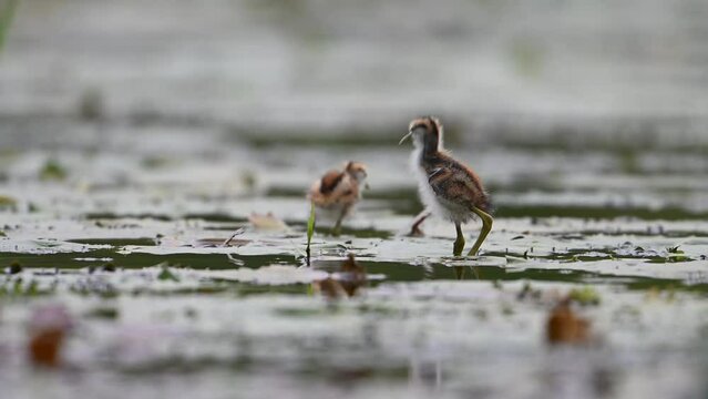 Pheasant tailed Jacana chicks in a rainy day