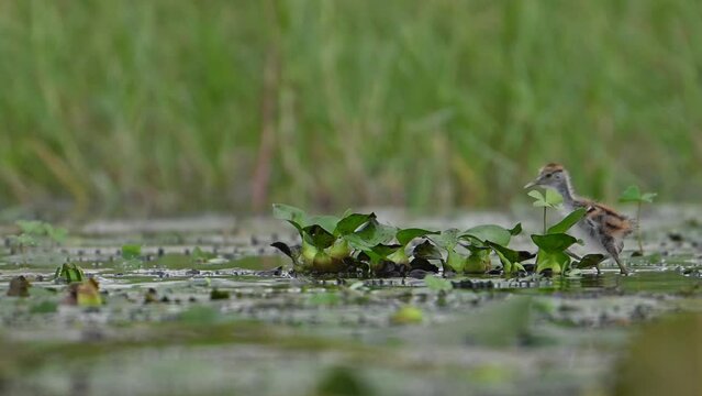 Pheasant tailed jacana and chick in rainy day in wetland area