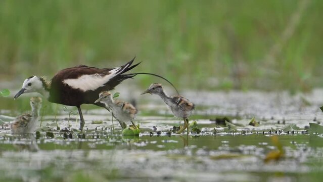 Chicks of Jacana coming out from hide after call of Father