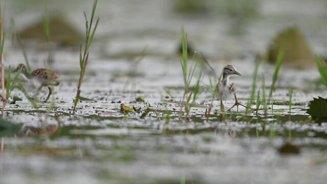 Chicks of Pheasant tailed Jacana Feeding in a rainy day on Floating Leaf
