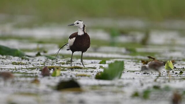 Pheasant tailed jacana and chick in rainy day in wetland area