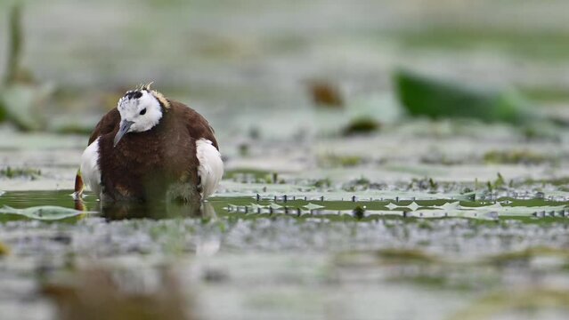 Pheasant tailed Jacana hiding chicks under her wings to Save them from Rain